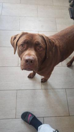 Service garde animaux