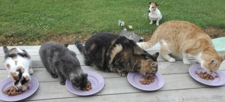 Service garde animaux