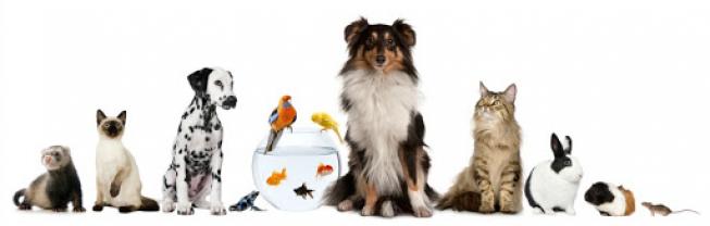 Service garde animaux