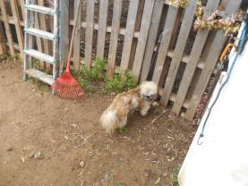 Service chien