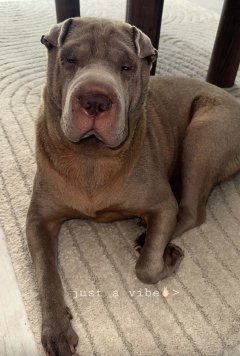 Service garde animaux