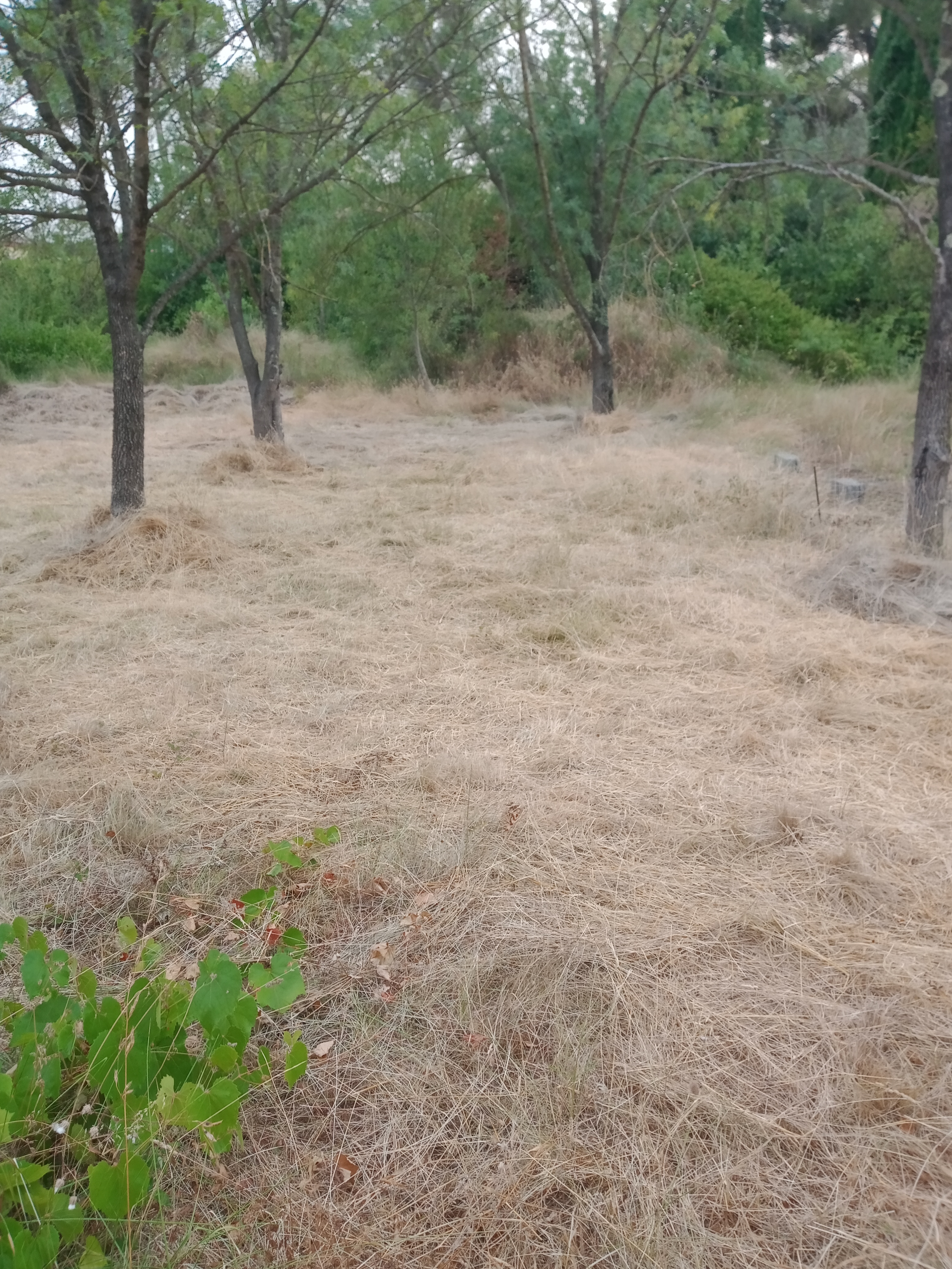 Location jardin potager entre particuliers (34)