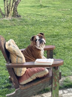 Service chien