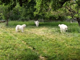Service tonte de pelouse