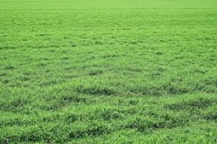 Location tracteur tondeuse