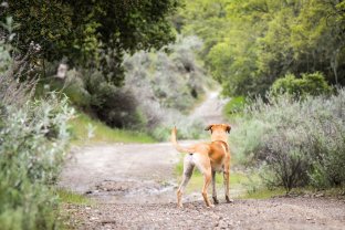Service garde animaux