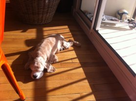 Service promeneur chien