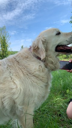 Service garde animaux