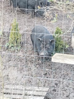Location jardin potager
