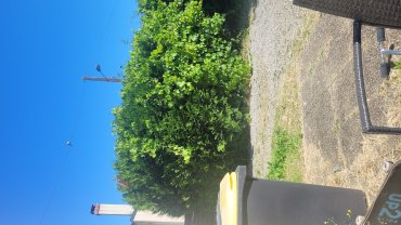 Location taille haie