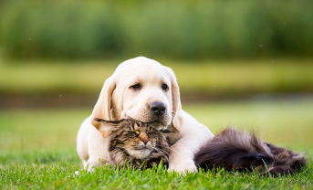 Service garde animaux