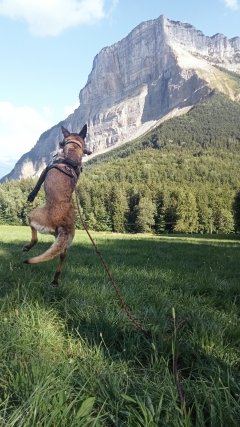 Service chien