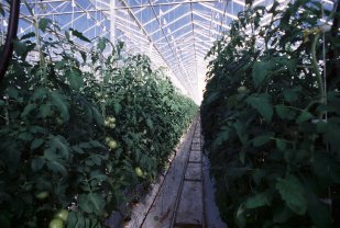 Service entretien espace vert