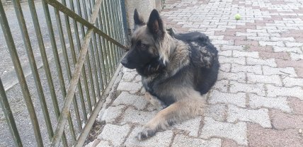 Service promeneur chien