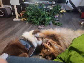 Service garde animaux