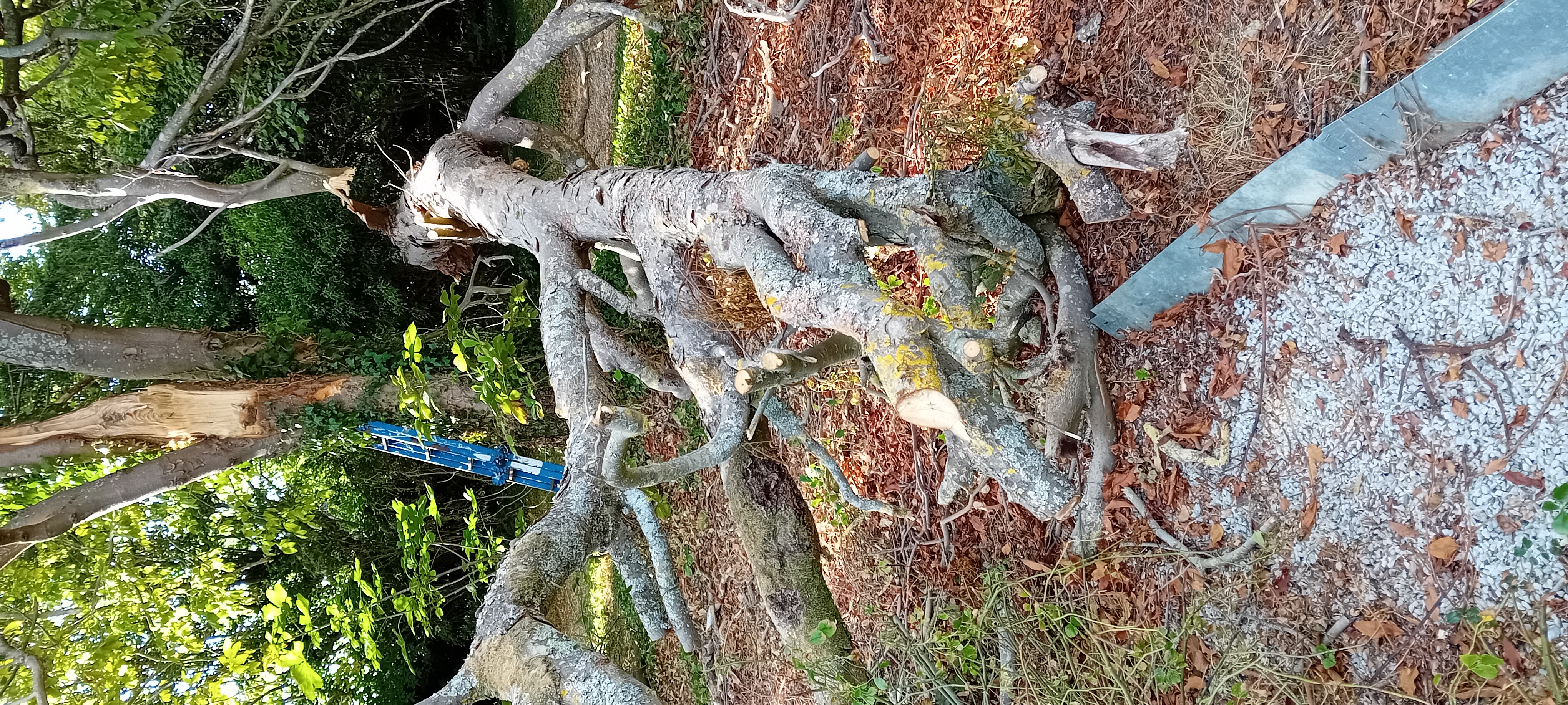 Location tronconneuse entre particuliers (27)