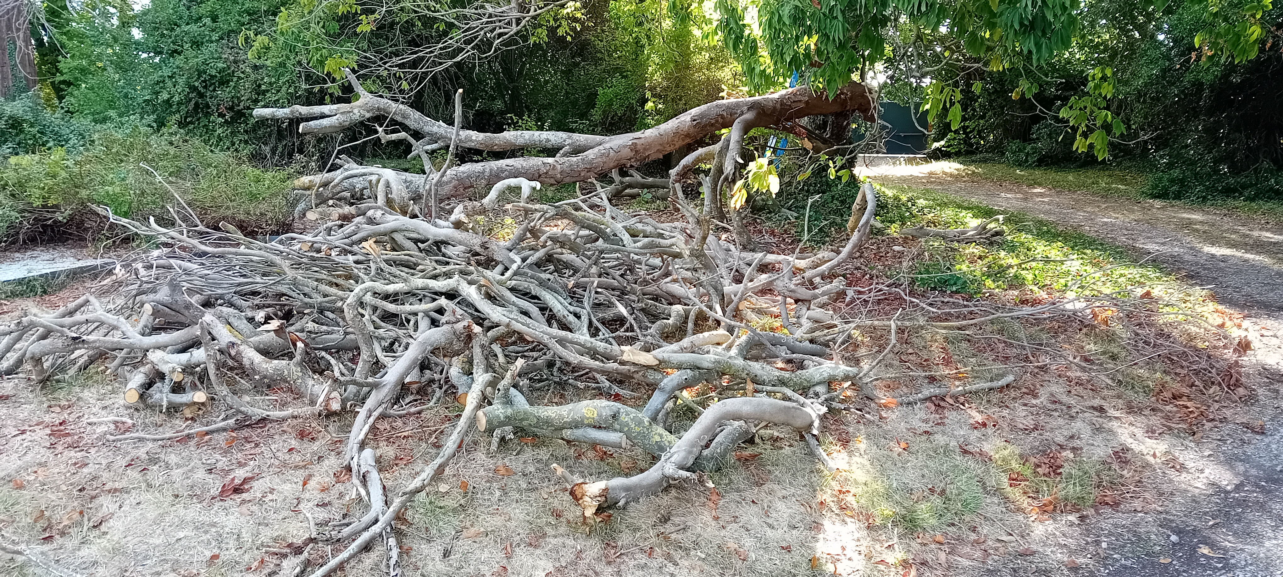 Location tronconneuse entre particuliers (27)