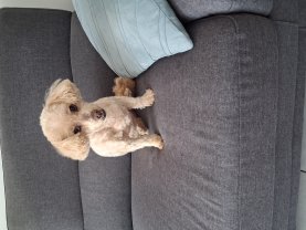 Service chien