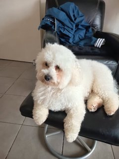 Service garde animaux