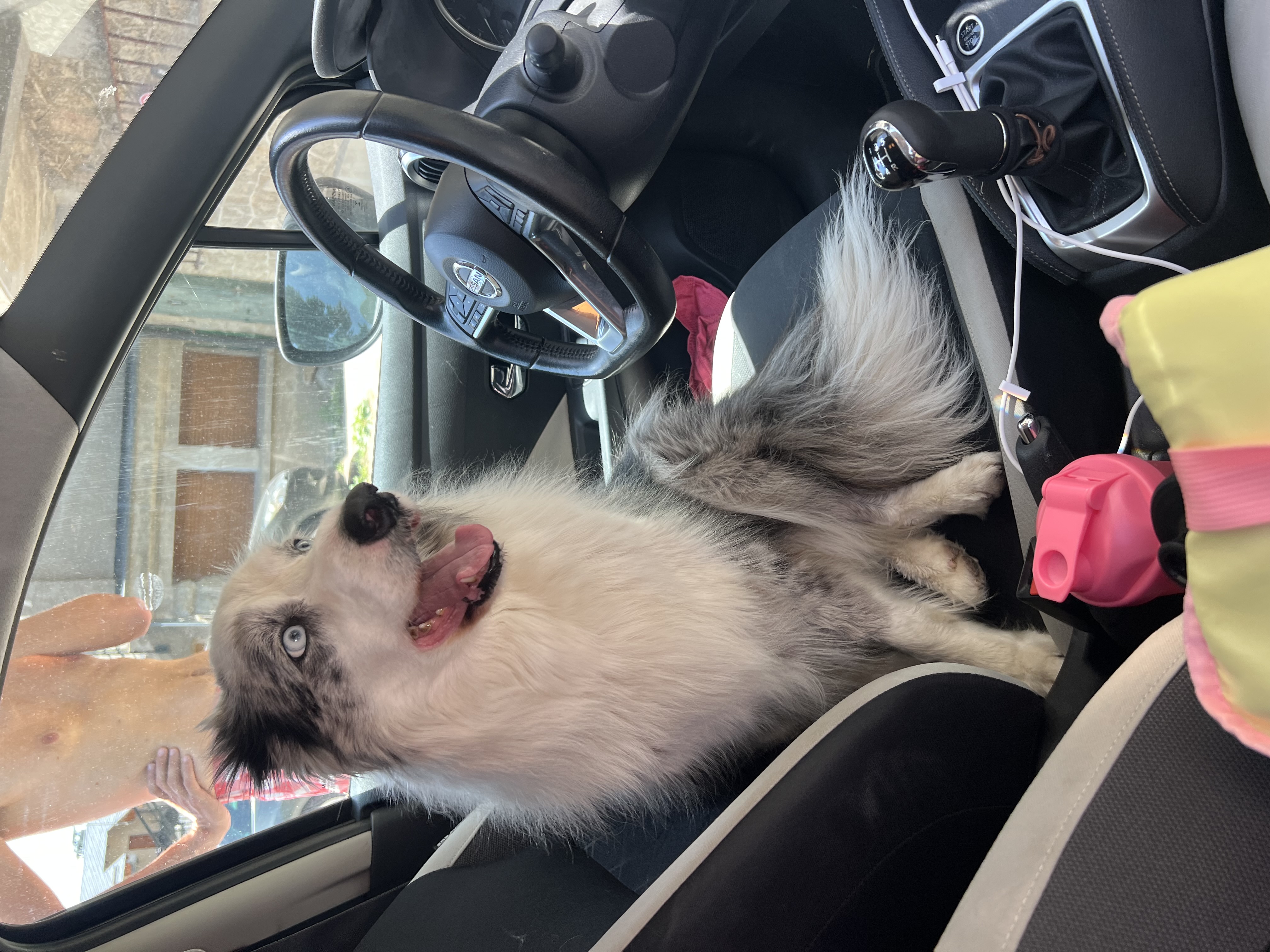 Service promeneur chien entre particuliers (34)