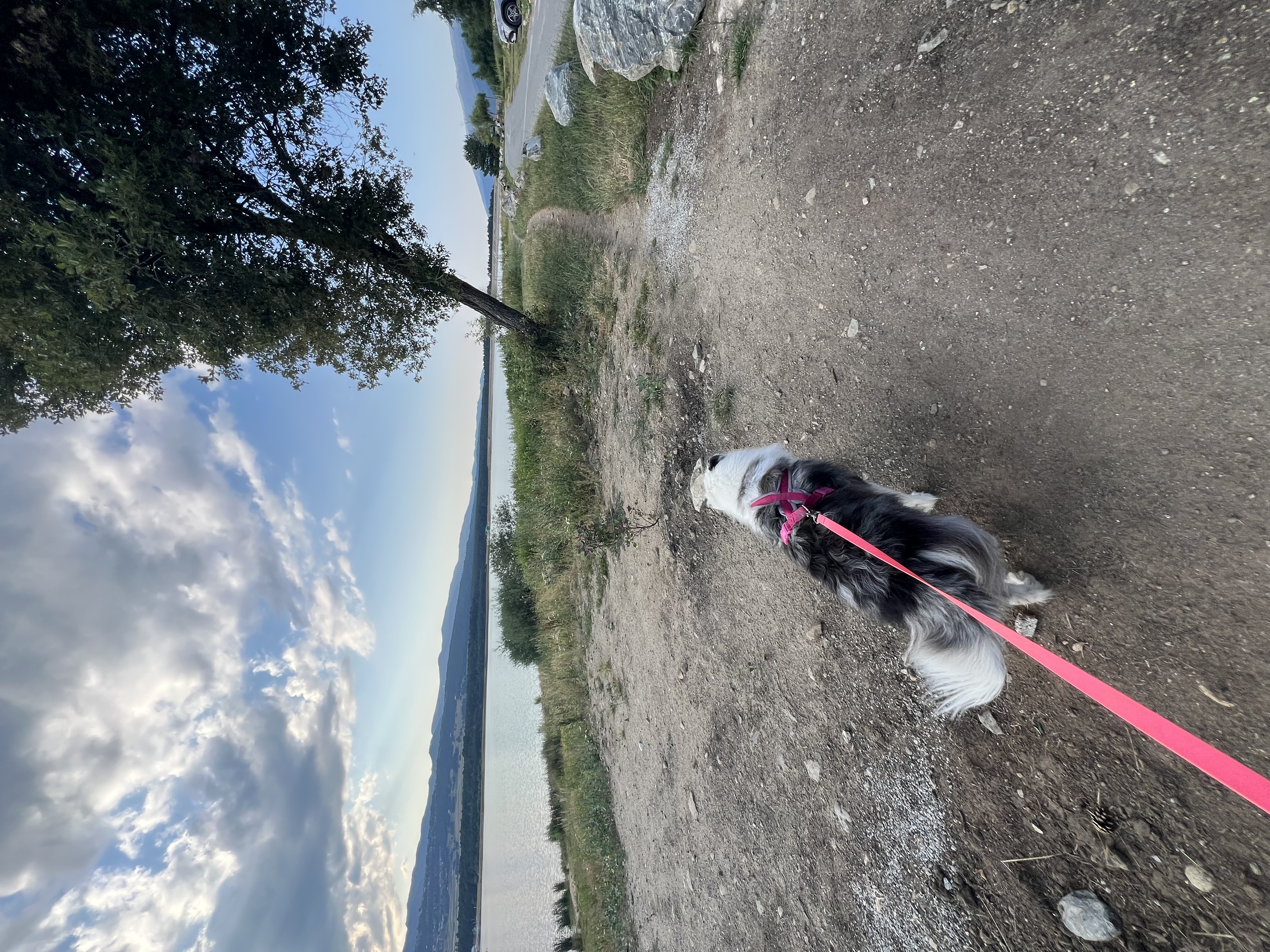 Service promeneur chien entre particuliers (34)