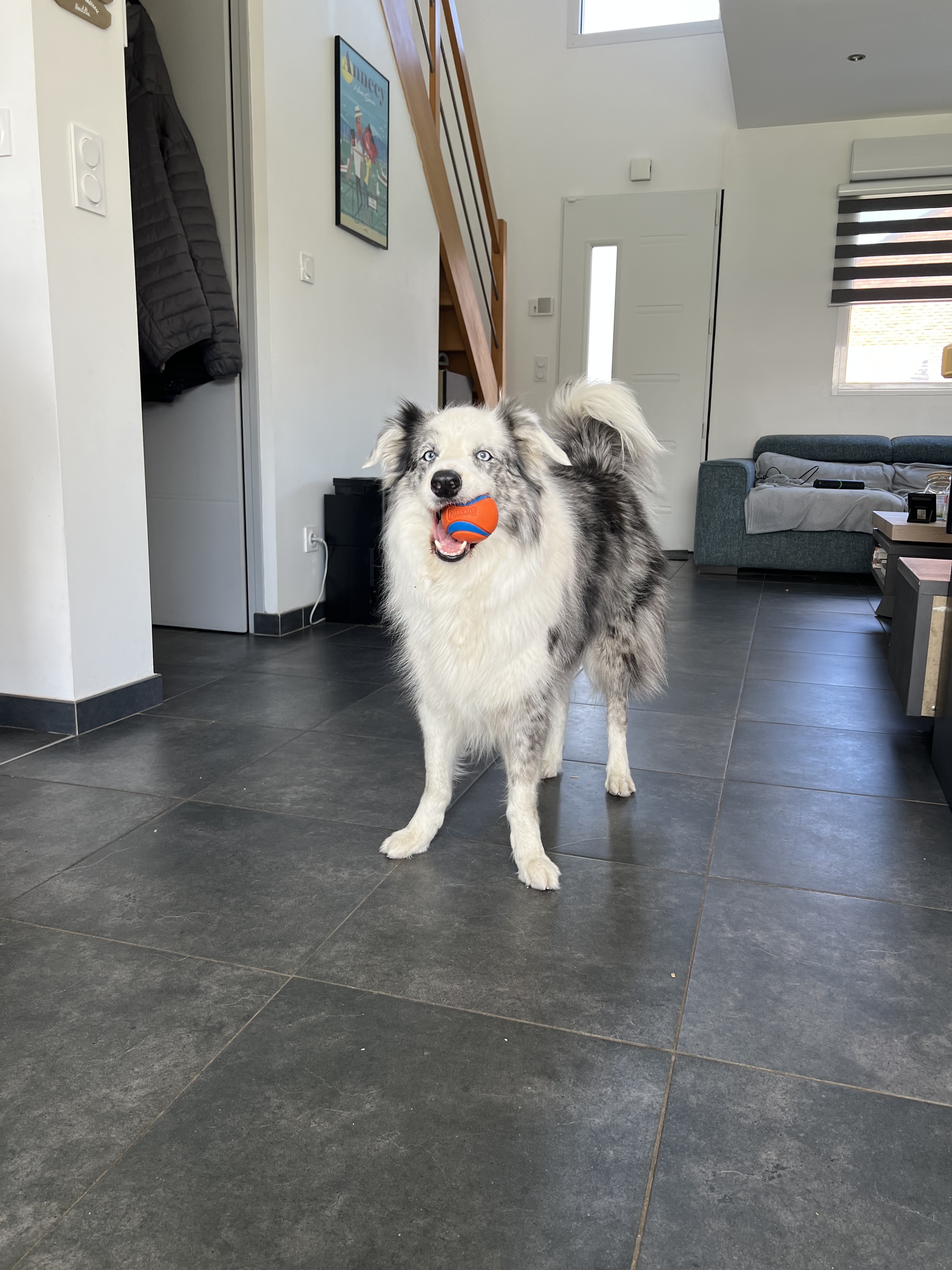 Service promeneur chien entre particuliers (34)