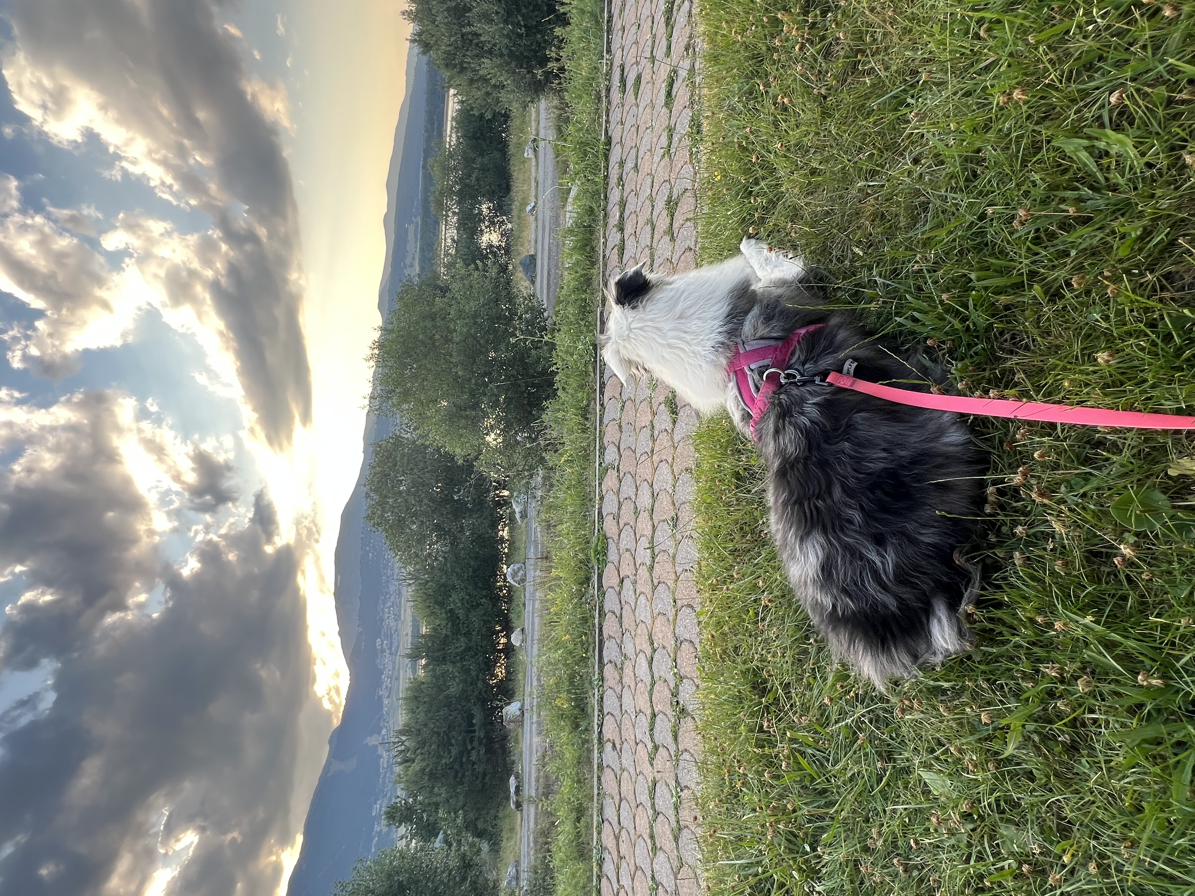 Service promeneur chien entre particuliers (34)