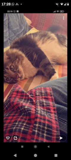 Service garde animaux