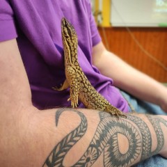 Service reptile
