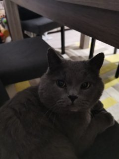 Service garde animaux