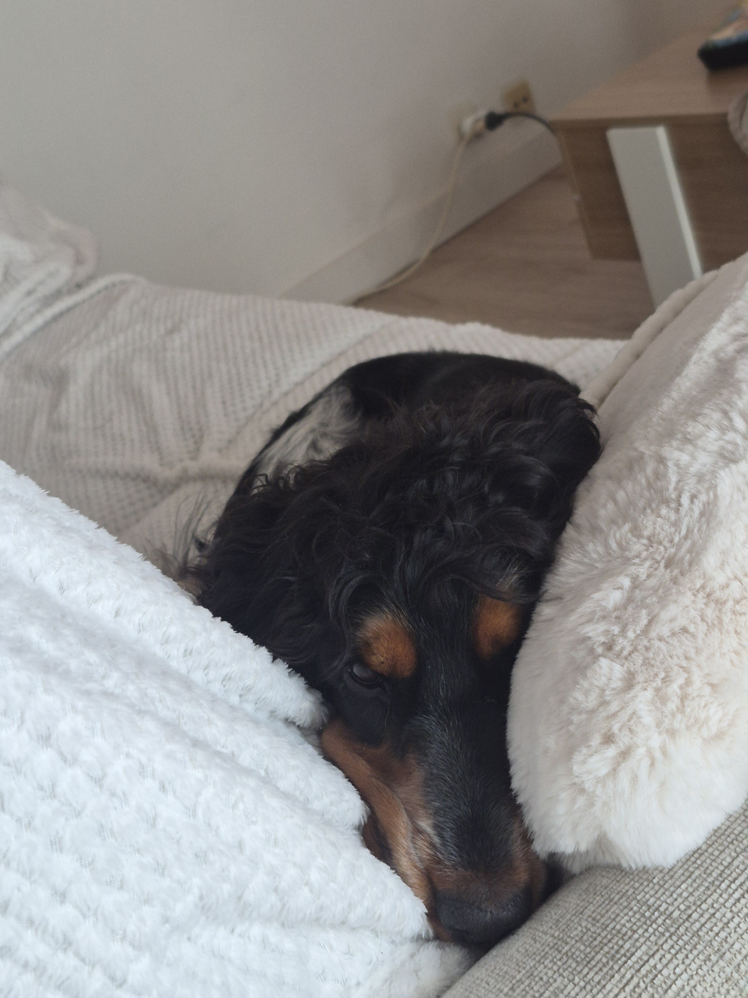 Service chien entre particuliers (76)