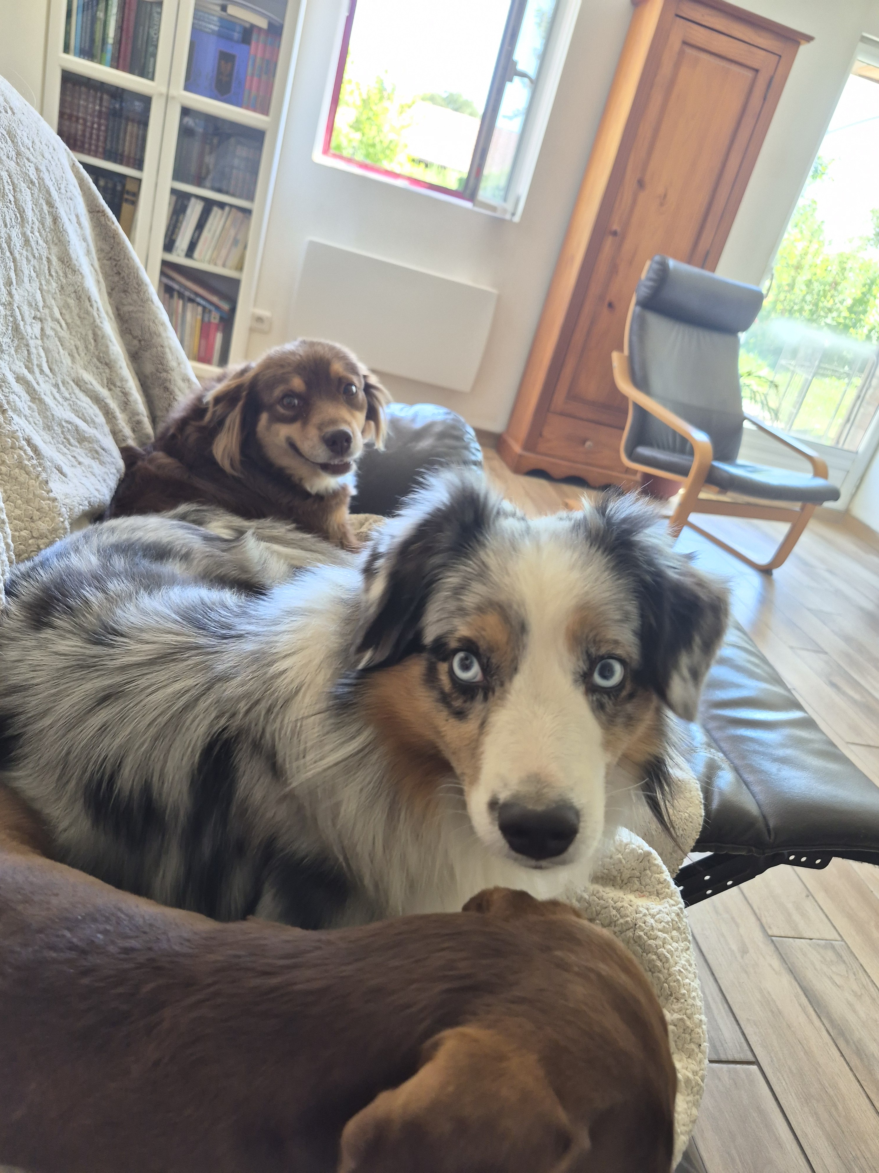 Service chien entre particuliers (76)